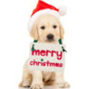 Meet your Posher, Nora